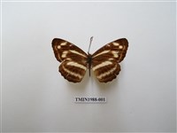 藏品(珍環蛺蝶)的圖片